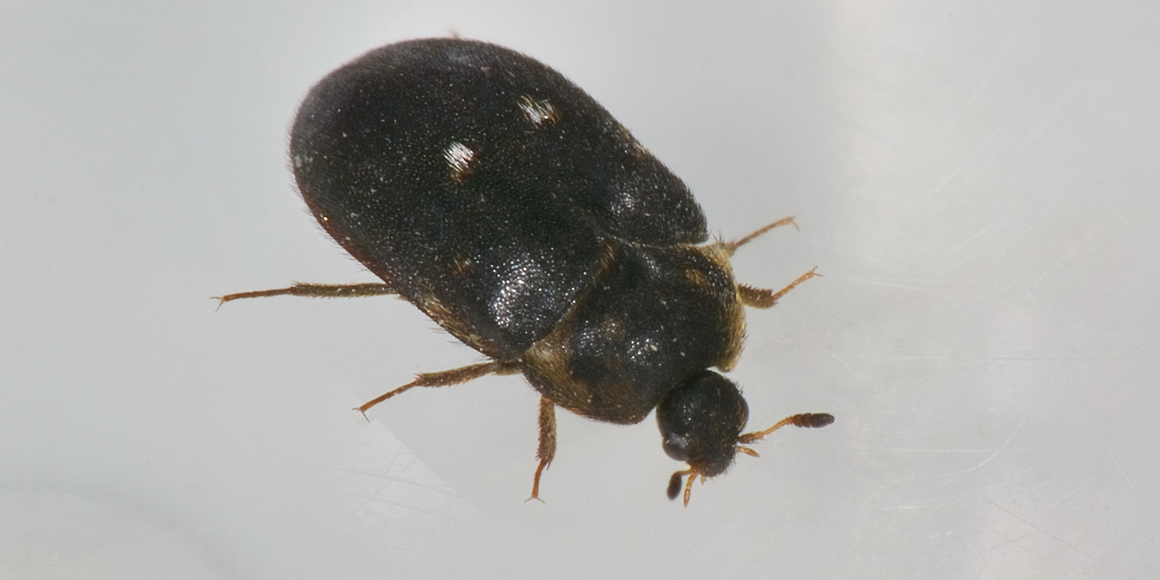 Attagenus pellio? Sì. Dermestidae